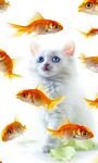 pic for 480x800 fish_cat